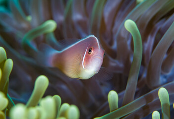 Pink Anemonefish - Amphiprion perideraion in anemones. Underwater world of Tulamben, Bali,...