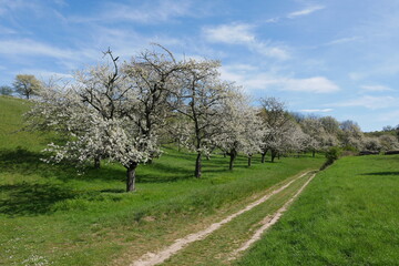 Fefldweg durch Streuobstwiese