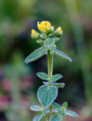 Early morning fog drops on Hypericum hirsutum. Flowering plants in the family Hypericaceae.