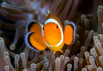 Nemo fish - False Clown Anemonfish (Western Clownfish) - Amphiprion ocellaris in anemone....