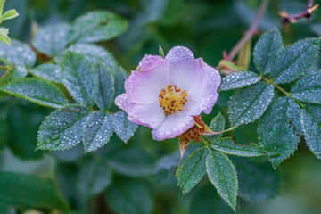Flower of dog-rose closeup