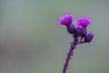 Flowering inflorescence Cirsium palustre.