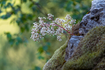 Many bluish-white flowers of saxifraga cotyledon on the rock.
