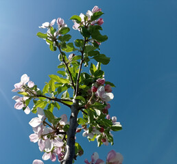 apple, gardening, green, flower, blooming, tree, apple tree, spring, fruit tree blooming, nature