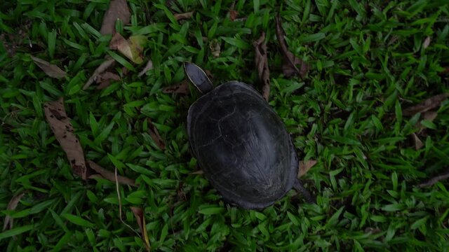 Wild malaysian box turtle walking on the green grass top view