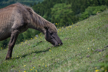 都井岬 - 小松ヶ丘 - 御崎馬