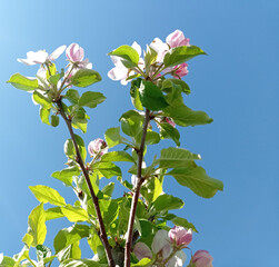 apple, gardening, green, flower, blooming, tree, apple tree, spring, fruit tree blooming, nature