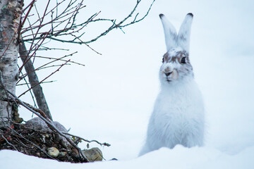 Arctic hare, showing off its middle-season coat. © Felipe Menzella