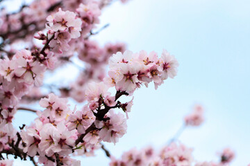 Delicate spring pink cherry blossoms on tree outdoors