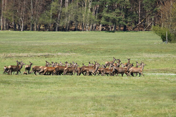 Kahlwild Rudel in freier Natur auf einer Wiese