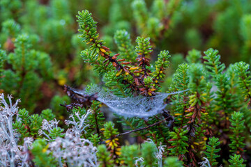 Spider web with water drops in the morning.
