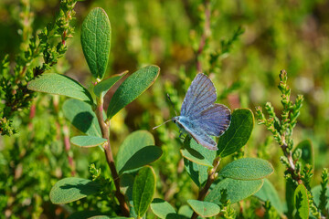 The beautiful Common blue butterfly on flower (Polyommatus icarus).