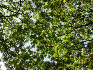 Dense leaf cover from under a tree canopy against blue sky - nature leaf background