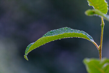 Fototapeta na wymiar Water drops on a green leaf.