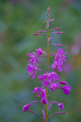 Willow Herb - Chamaenerion Angustifolium. Focus is on single flowers.