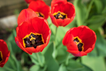 The first spring red tulips grow in the ground