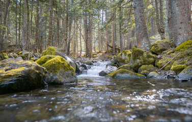 river surrounded by stones in forest