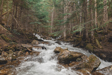 Obraz premium river surrounded by stones in forest
