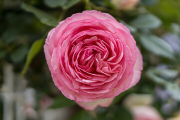 pink rose in garden