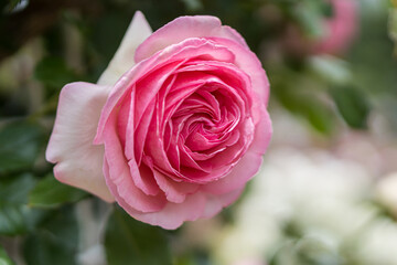 Pink rose in the flower garden