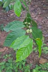 White flowers growing among leaves of a robusta coffee plant