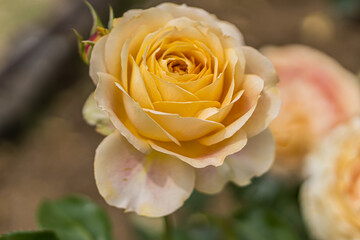 Yellow roses in the flower garden