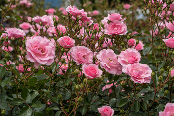 Pink roses in the flower garden