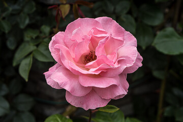 Pink rose in the flower garden