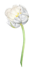 Watercolor illustration of the white tulip flower