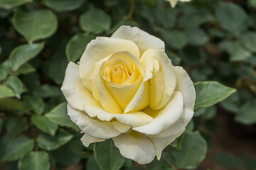 Yellow roses in the flower garden