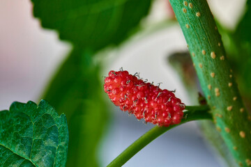 Obraz premium close up view of red ripe Mulberry