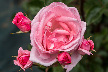 Pink rose in the flower garden