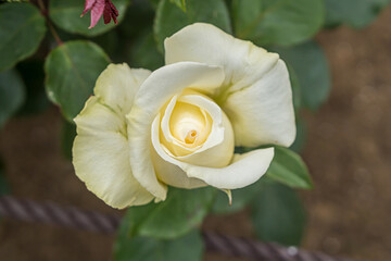 Yellow roses in the flower garden