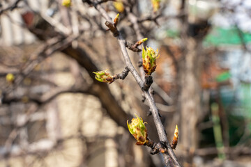 Spring buds on trees, natural background