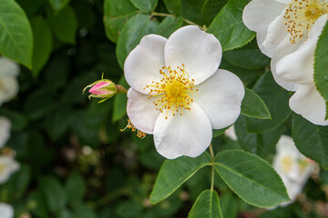 Obraz na płótnie Canvas White roses in the flower garden
