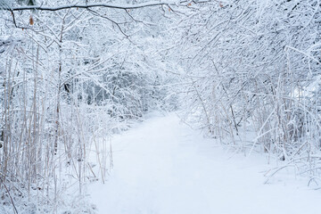 abstract snow winter forest cold freezing weather. trees under snow