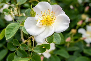 White roses in the flower garden