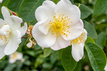 White roses in the flower garden