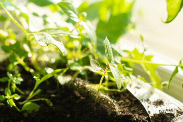 small leaf sprout of the plant, growing new life