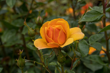 orange rose on a green background