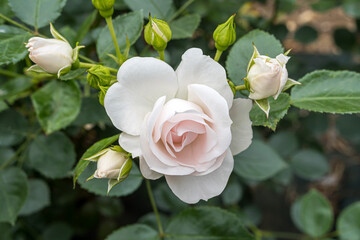 White roses in the flower garden