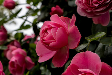Pink roses in the flower garden