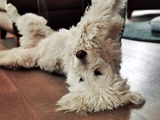 Goldendoodle