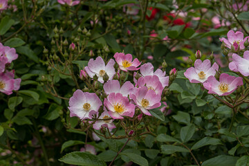 Pink roses in the flower garden