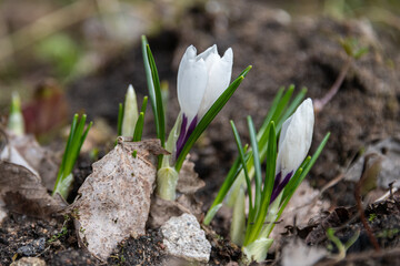 the first flowers of spring, snowdrops