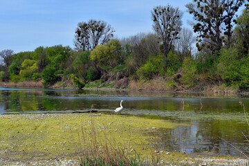 Austria, National Park Donau-Auen
