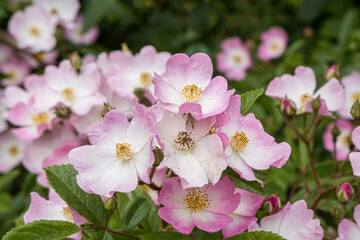 Pink roses in the flower garden