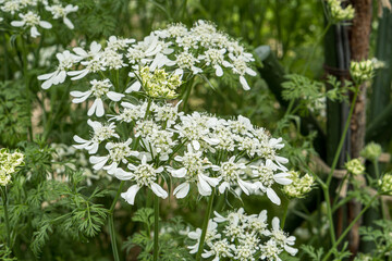 white flowers (Orlaya) in the garden