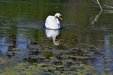 Austria, National Park Donau-Auen