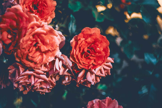 bouquet of roses © Алексей Коротеев